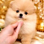 Hogan-male-Pomeranian-puppy-for-sale-1