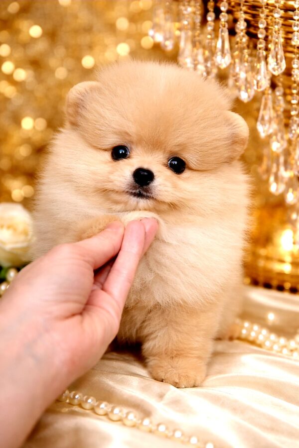 Hogan Pomeranian Hogan Pomeranian