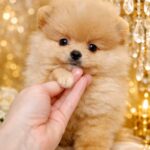 Hogan-male-Pomeranian-puppy-for-sale-2