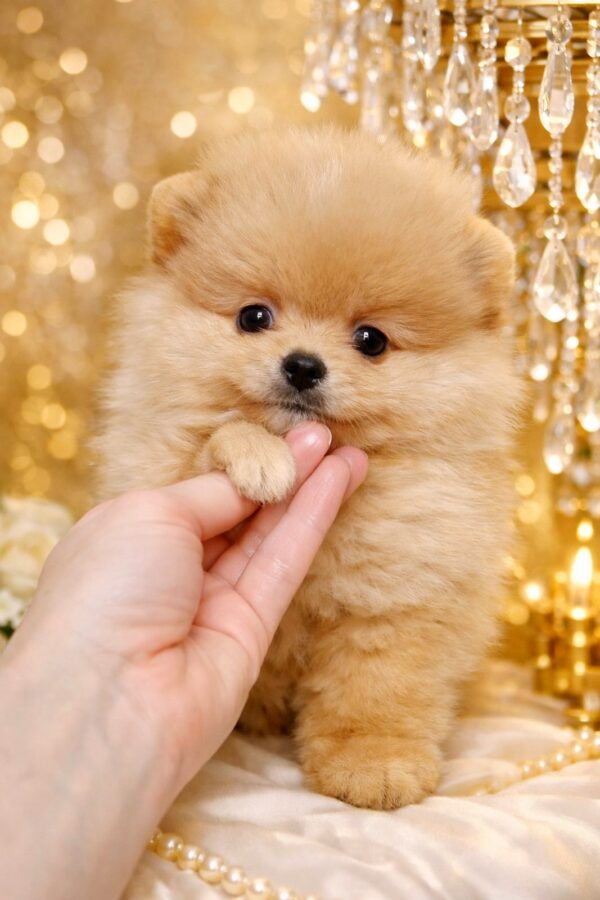 Hogan Pomeranian Hogan Pomeranian