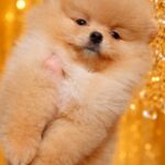 Hogan-male-Pomeranian-puppy-for-sale-3