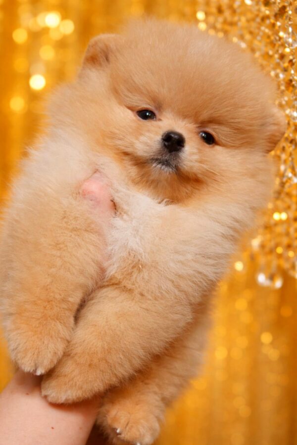 Hogan Pomeranian Hogan Pomeranian