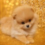 Hogan-male-Pomeranian-puppy-for-sale-4