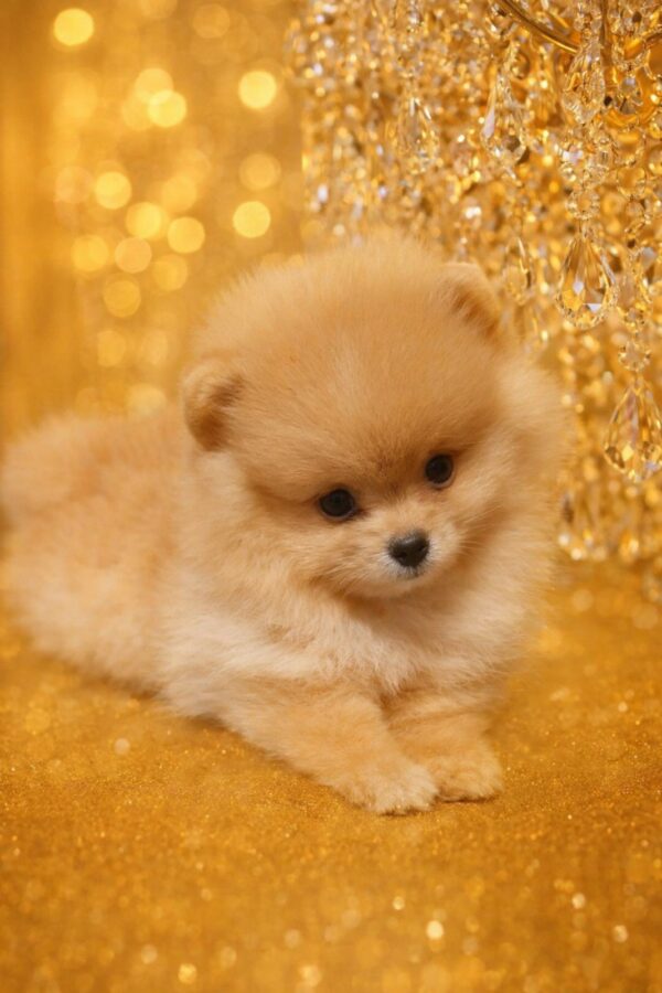 Hogan Pomeranian Hogan Pomeranian