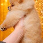 Hogan-male-Pomeranian-puppy-for-sale-5