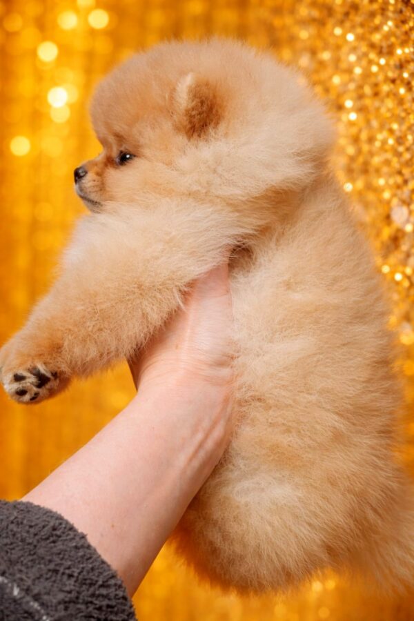 Hogan Pomeranian Hogan Pomeranian