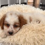 Hook-male-cavapoo-puppy-for-sale- (1)