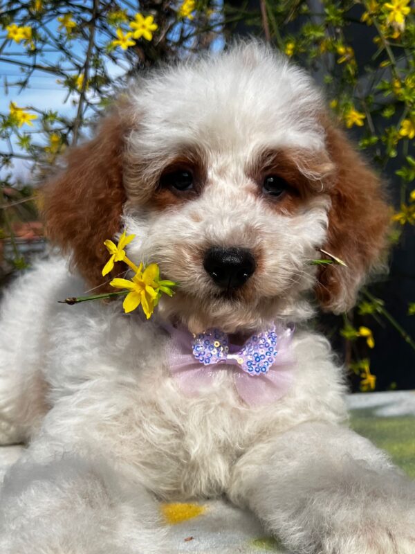 Hook Cavapoo Hook Cavapoo