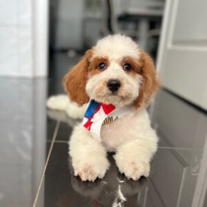 Hook Cavapoo Hook Cavapoo