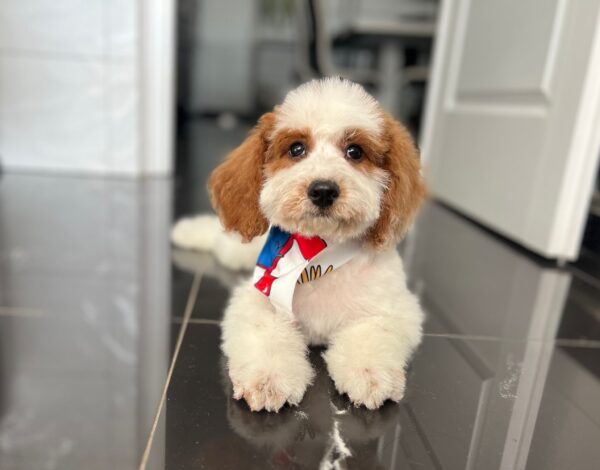 Hook Cavapoo Hook Cavapoo