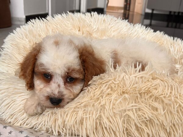 Hook Cavapoo Hook Cavapoo
