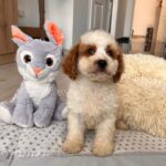 Hook-male-cavapoo-puppy-for-sale- (2)