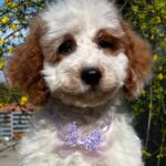 Hook-male-cavapoo-puppy-for-sale- (2)
