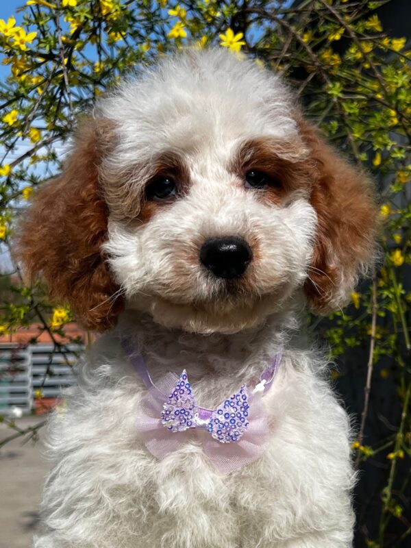 Hook Cavapoo Hook Cavapoo