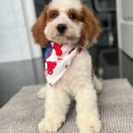 Hook-male-cavapoo-puppy-for-sale- (2)