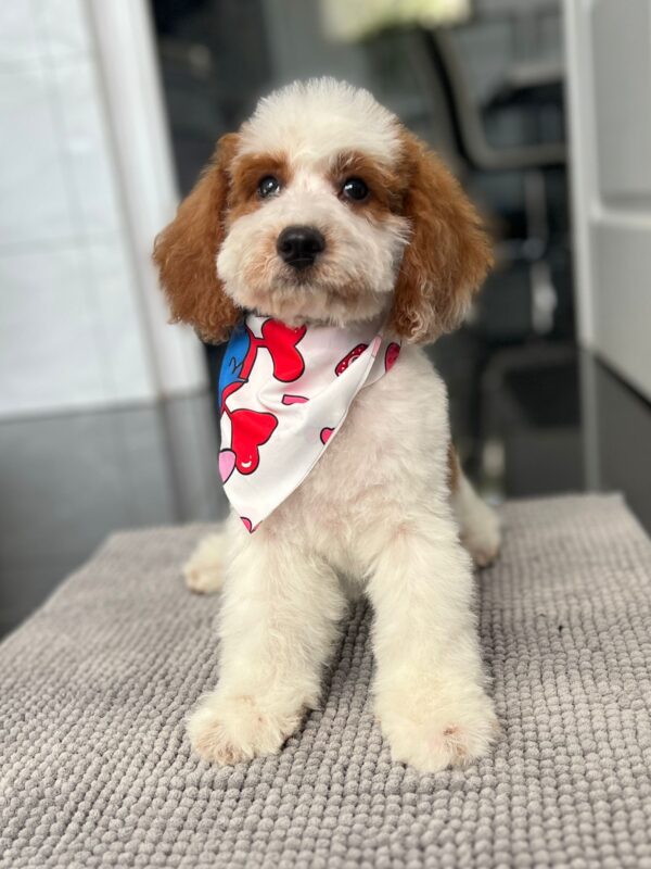 Hook Cavapoo Hook Cavapoo