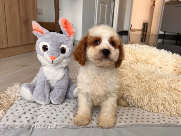 Hook Cavapoo Hook Cavapoo