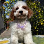 Hook-male-cavapoo-puppy-for-sale- (3)