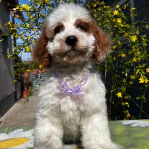 Hook Cavapoo Hook Cavapoo