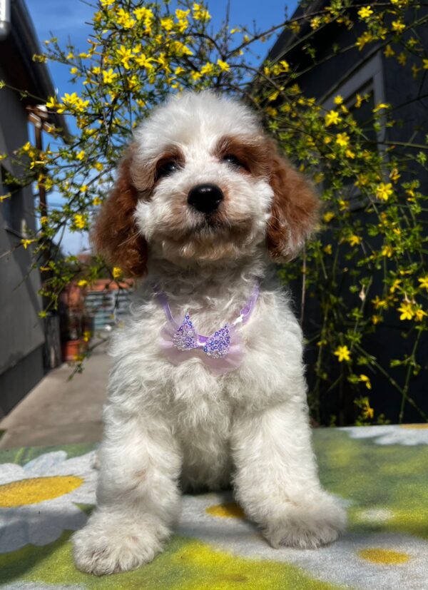Hook Cavapoo Hook Cavapoo
