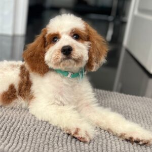 Hook Cavapoo Hook Cavapoo