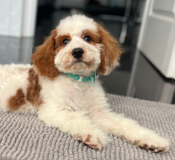 Hook Cavapoo Hook Cavapoo