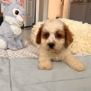 Hook Cavapoo Hook Cavapoo