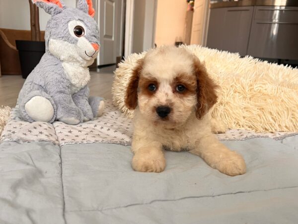 Hook Cavapoo Hook Cavapoo