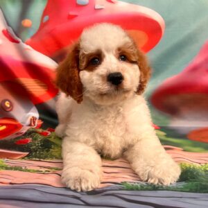 Hook Cavapoo Hook Cavapoo