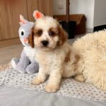 Hook-male-cavapoo-puppy-for-sale- (4)