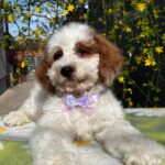 Hook-male-cavapoo-puppy-for-sale- (4)