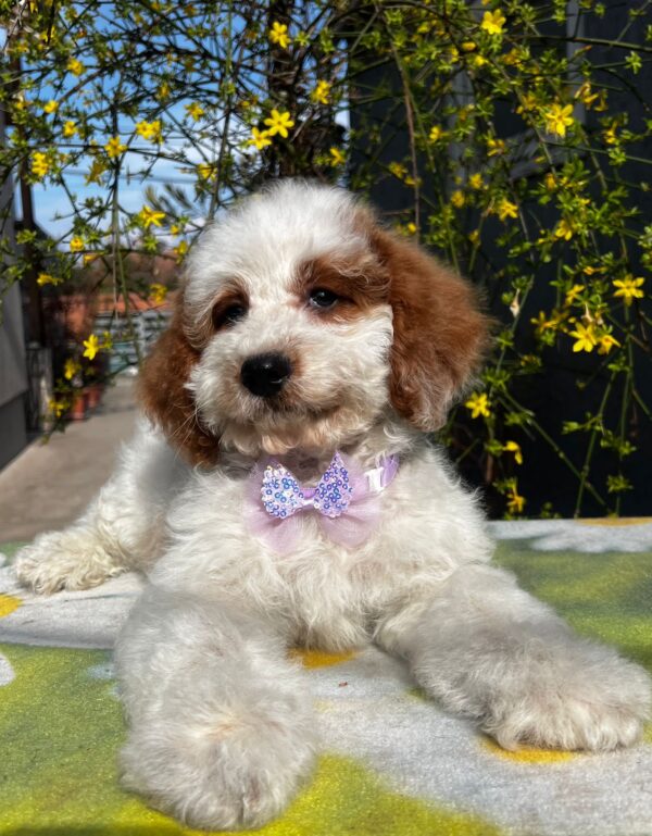 Hook Cavapoo Hook Cavapoo