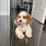 Hook-male-cavapoo-puppy-for-sale- (4)