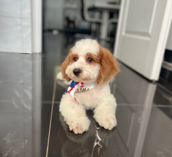 Hook Cavapoo Hook Cavapoo