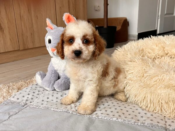 Hook Cavapoo Hook Cavapoo