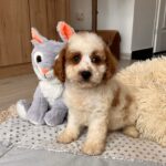 Hook-male-cavapoo-puppy-for-sale- (5)
