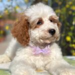 Hook-male-cavapoo-puppy-for-sale- (5)
