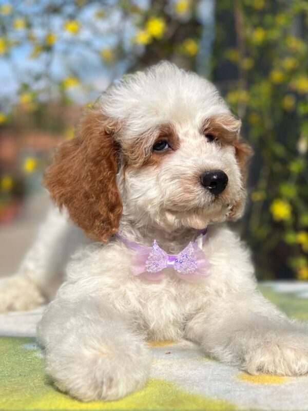 Hook Cavapoo Hook Cavapoo