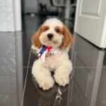 Hook-male-cavapoo-puppy-for-sale- (5)