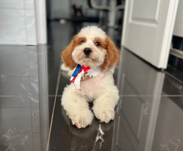 Hook Cavapoo Hook Cavapoo