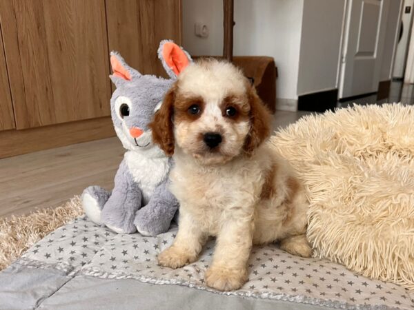 Hook Cavapoo Hook Cavapoo