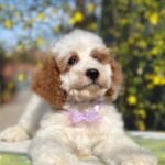 Hook-male-cavapoo-puppy-for-sale- (6)