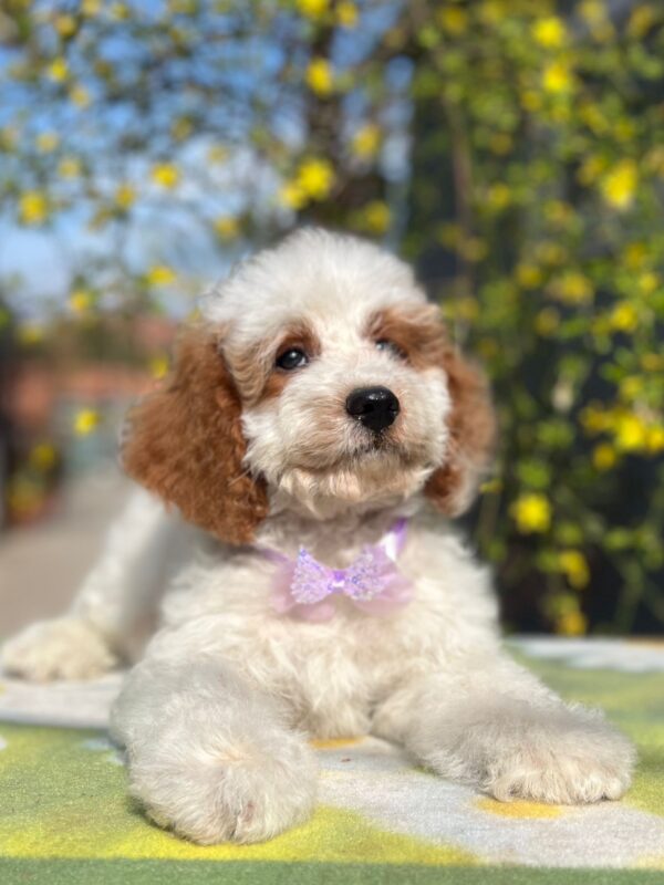 Hook Cavapoo Hook Cavapoo