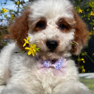 Hook Cavapoo Hook Cavapoo