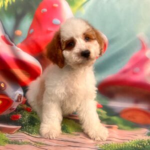 Hook Cavapoo Hook Cavapoo