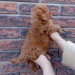 Huntik-male-maltipoo-puppy-for-sale-1 (1)