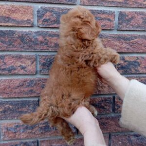 Huntik Maltipoo Huntik Maltipoo