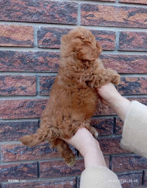 Huntik Maltipoo Huntik Maltipoo