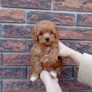 Huntik Maltipoo Huntik Maltipoo