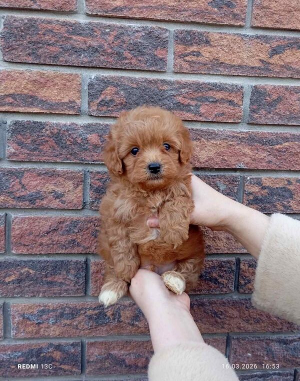 Huntik Maltipoo Huntik Maltipoo